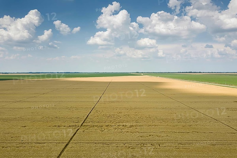 Areal view of crop fields in sunny summer day. Wheat Harvest
