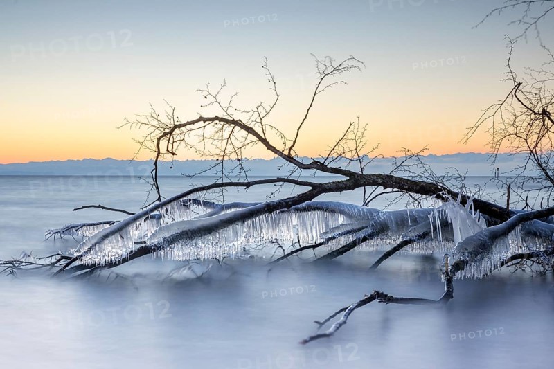 A frozen tree with icicles over a calm lake, illuminated by the sunrise, Hörnle, Constance, Lake Constance, Baden-Württemberg, Germany, Europe