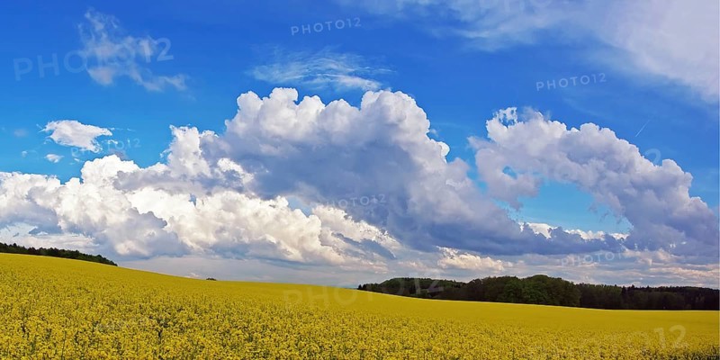 Panorama, storm clouds over a rape field