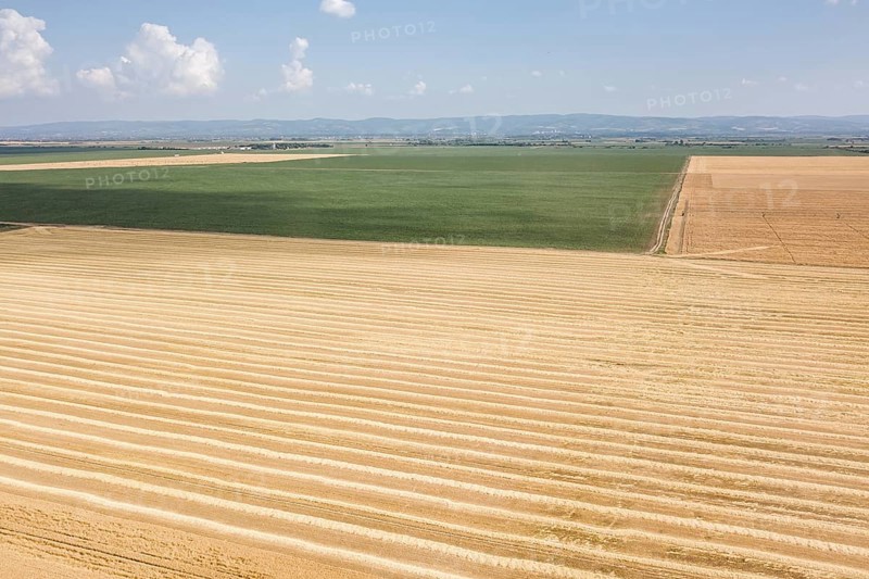 Areal view of crop fields in sunny summer day. Wheat Harvest
