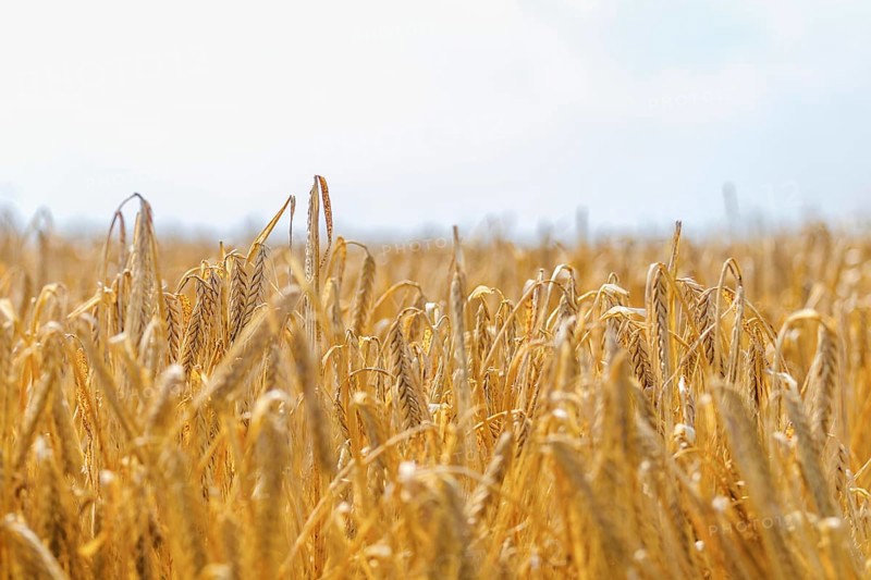 Golden ears of wheat in summer on the field. Wheat Background
