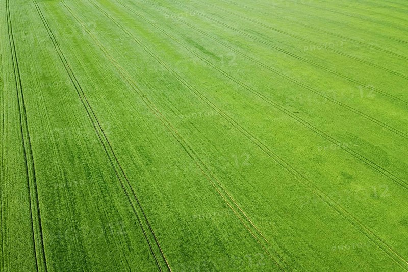 Aerial green wheat field. Aerial view large green field