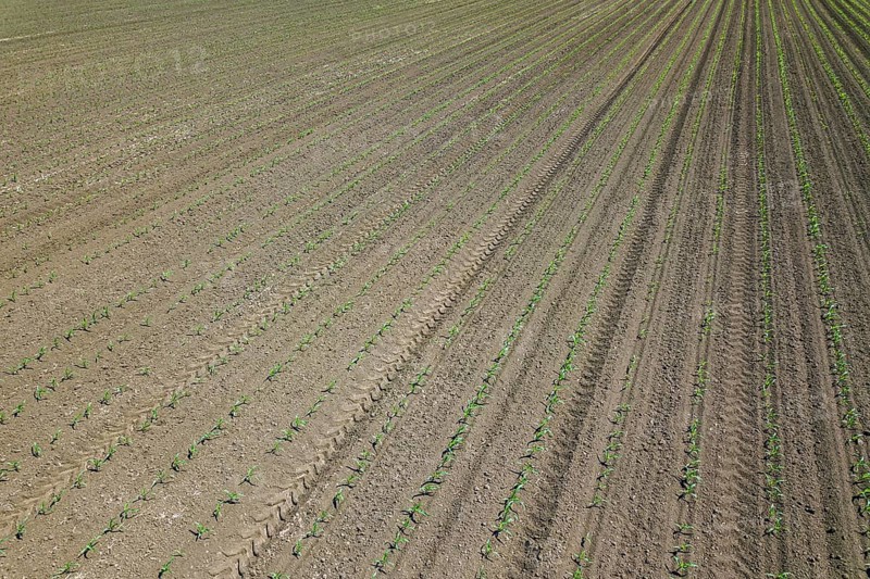 Aerial view of corn field. Top View spring corn field