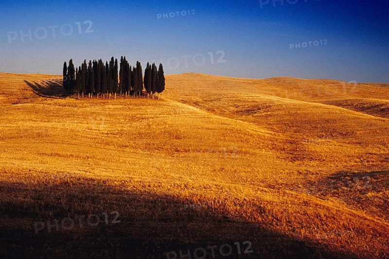 Landscape in Tuscany with group of trees