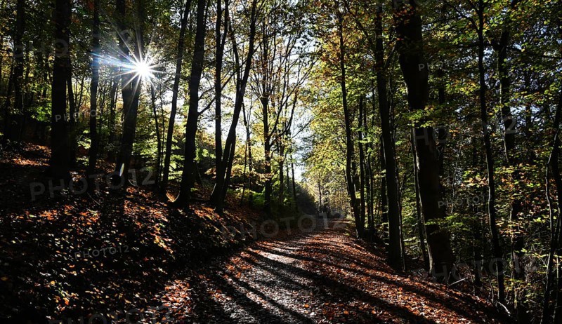 DEU, Germany, Iserlohn: The autumn colours enchant the forest in the Sauerland and also the people in the Märkischer Kreis. The creative photographer does the rest, Europe
