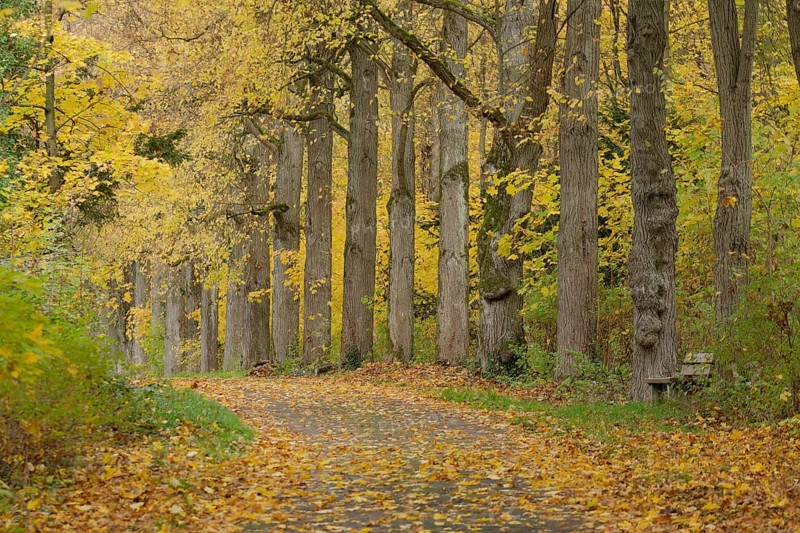 Walks on the Friedensberg, Golden October, Schwäbisch Hall, Hohenlohe, Germany, Europe