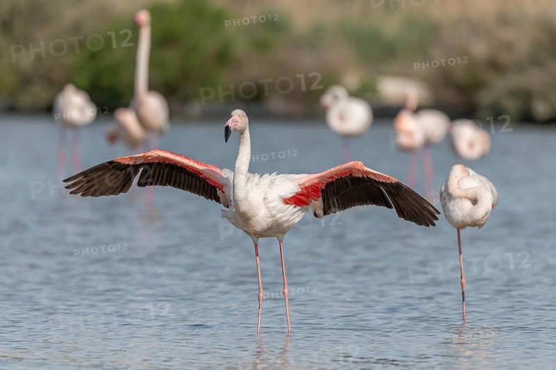 Flamingo (Phoenicopterus roseus) in a pond of a natural reserve. Saintes Maries de la Mer, Parc naturel regional de Camargue, Arles, Provence Alpes Cote d'Azur, France, Europe