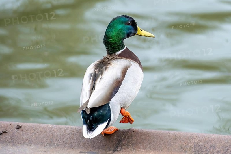 Male duck Anas platyrhynchos on the water