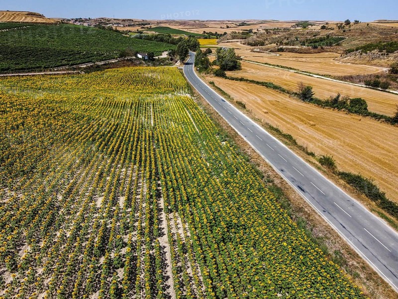 Aerial drone view of field of sunflowers during summer sunny day with blue sky. Sunflower natural background. La Bureba, Burgos, Spain, Europe
