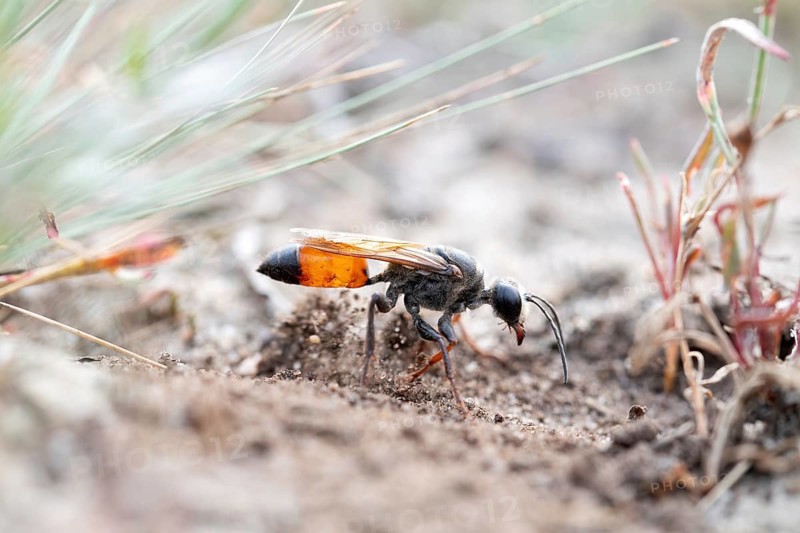 Golden digger wasp (Sphex funerarius), digs its nest in the sandy soil, Döberitzer Heide nature reserve, Brandenburg, Germany, Europe