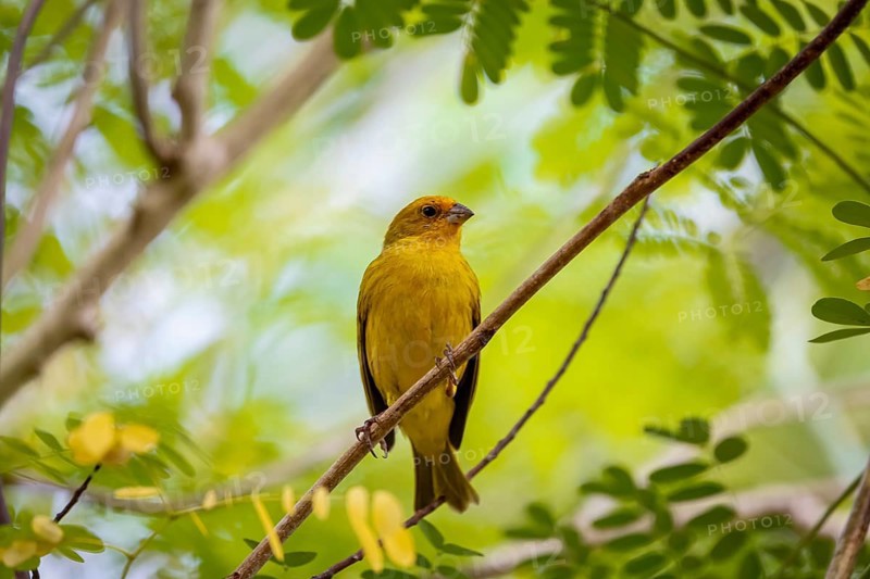 Saffron Finch perched on a twig against bright green background, Pantanal Wetlands, Mato Grosso, Brazil, South America