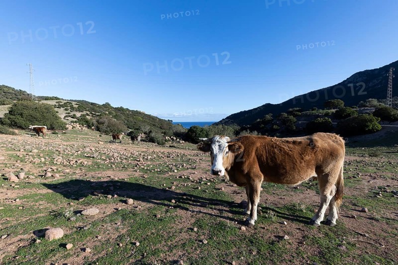 Cow standing in a pasture with a view of mountains and blue sky in the background, Ogliastra, Sardinia, Italy, Europe