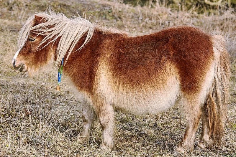 Little Pony Grazing at Lawn near the Forest Devnja, Bulgaria, Europe