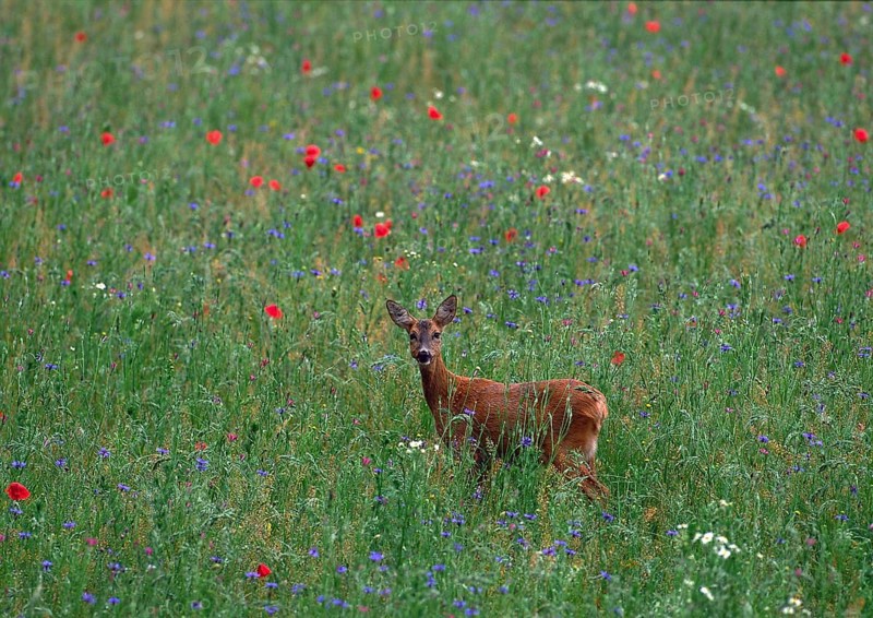 Roe deer (Capreolus capreolus)