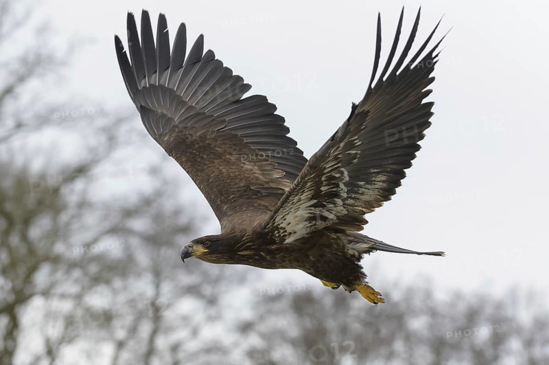 White-tailed eagle (Haliaeetus albicilla)