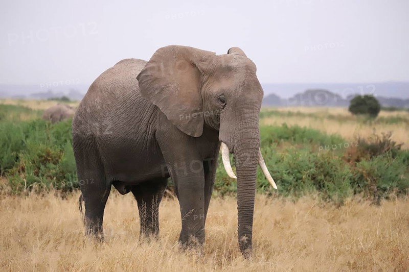 Close-up of an African elephant (Loxodonta africana) in the landscape of Amboseli National Park in Kenya