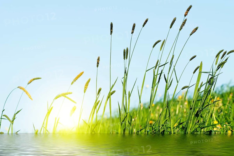 Flowering grass in detail - Allergens