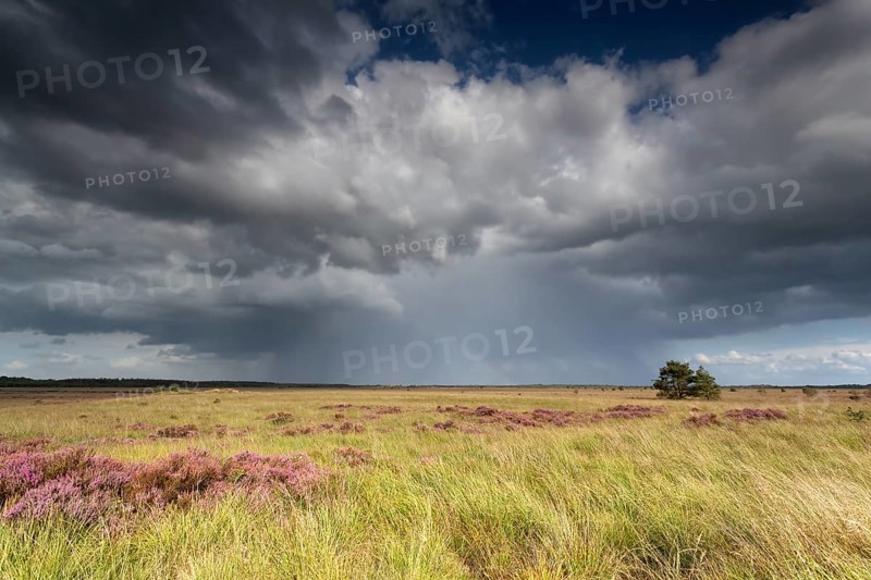 Storm clouds over marsh with flowering heather in summer