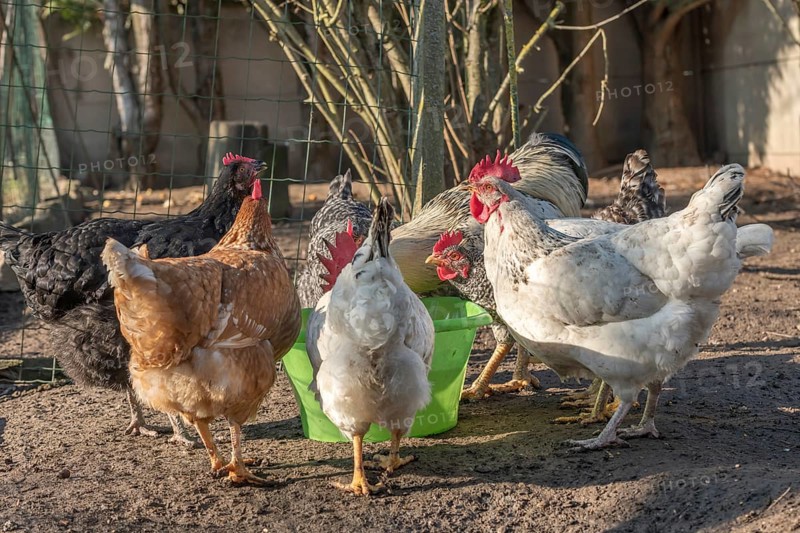 Group of hens drinking in a chicken coop France