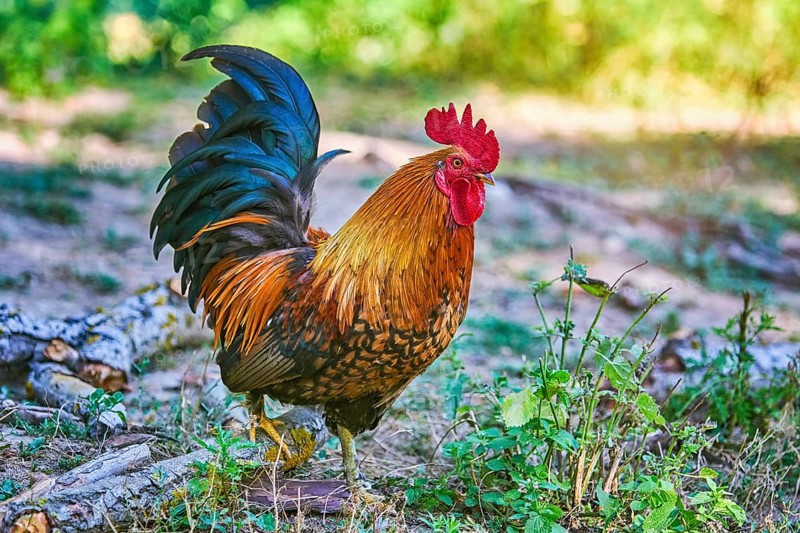 Rooster (Gallus Gallus Domesticus) in the Yard