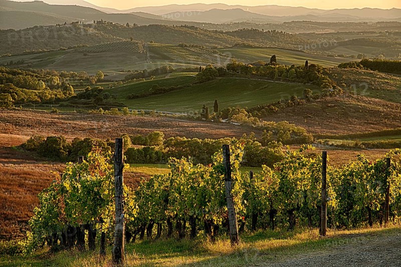 Panoramic view of scenic Tuscany landscape with vineyard in the Chianti region, Tuscany, Italy, Europe