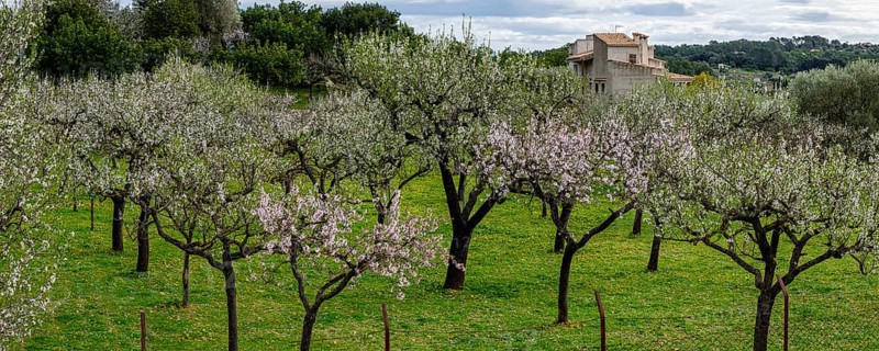 Almond blossom, Caimari, Majorca, Balearic Islands, Spain, Europe