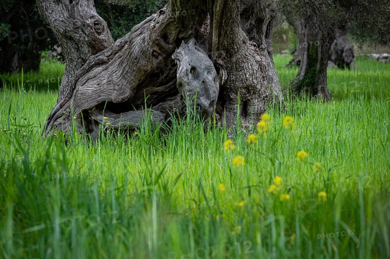 Centenary olive trees of Alqueria d'Avall, Bunyola, Majorca, Balearic Islands, Spain, Europe