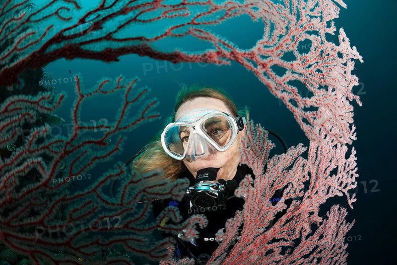 Diver and gorgonian, Melithaea sp., Cenderawasih Bay, West Papua, Indonesia, Asia