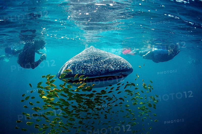 Whale shark, Rhincodon thypus, Mexico, Lake Cortez, Lower California, La Paz, Central America