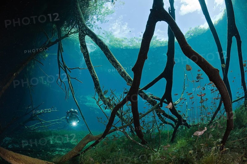 Diver in Car Wash Cenote Aktun Ha, Tulum, Yucatan Peninsula, Mexico, Central America