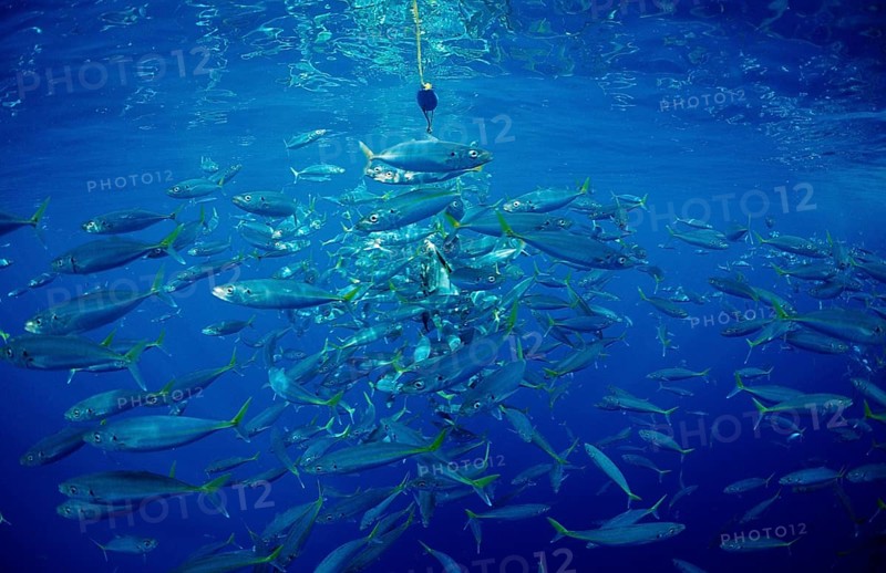 Herring mackerel, Decapterus sp., Mexico, Pacific Ocean, Guadalupe, Central America