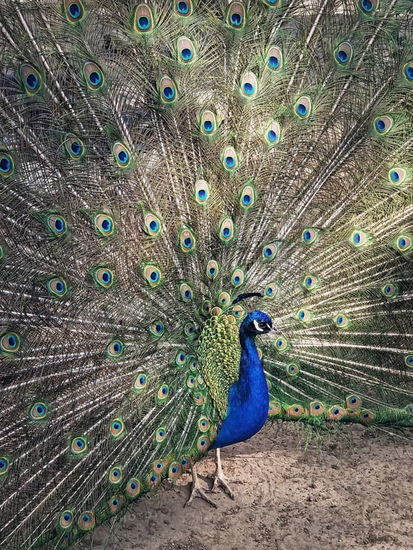 Magnificent peacock with vibrant iridescent blue and green plumage. Elegant feathers fan out, displaying intricate eye patterns in shades of gold and deep turquoise. Bird stands proudly, exuding grace