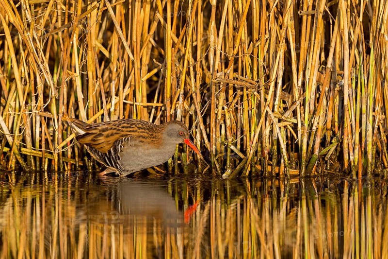 Water rail, (Rallus aquaticus), animals, birds, biotope, habitat, foraging, waters, family of rail birds, Der Spieß nature reserve, Rheindürkheim, Rhineland-Palatinate, Federal Republic of Germany