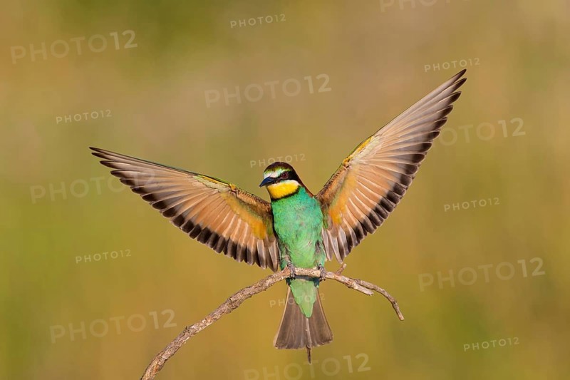 Bee-eater, (Merops apiaster), Animals, Birds, Raptor family, Perching station, Muselievo, Muselievo, Pleven, Bulgaria, Europe