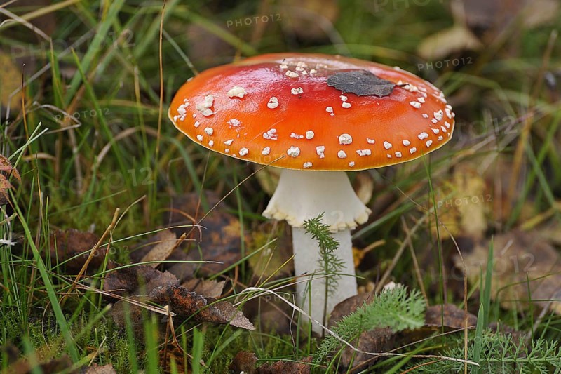 Fly agaric (Amanita muscaria)