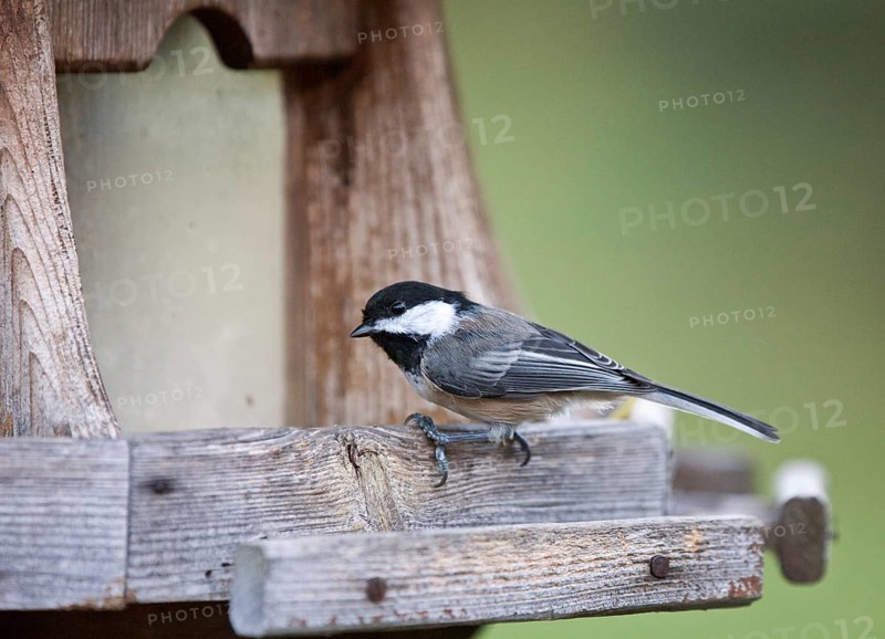 Black-capped Chickadee at a fedder Canada small bird Ontario