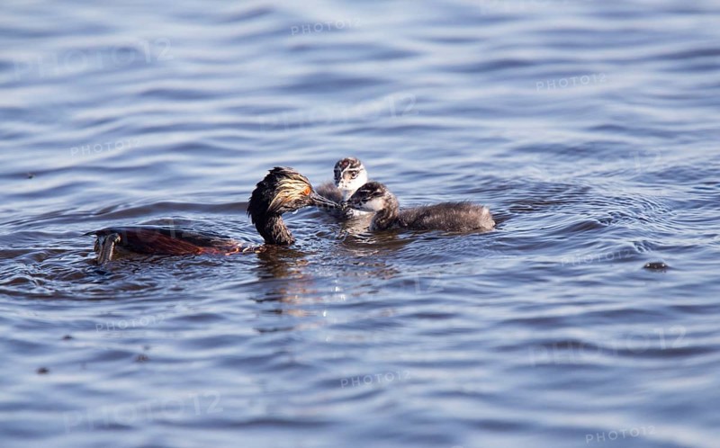 Eared Grebe with Babies Saskatchewan Marsh Canada