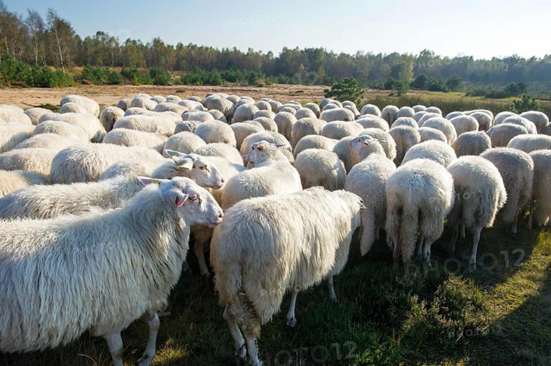 Cattle white Veluwe sheep in Ede at Holland