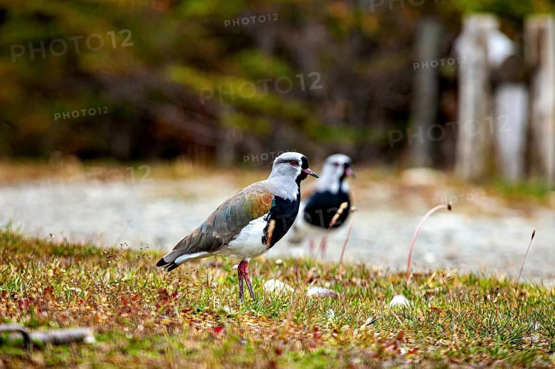 Two birds stand in a meadow in the foreground with a blurred, autumnal background, The Bronze Lapwing (Vanellus chilensis) on Tierra del Fuego in Argentina