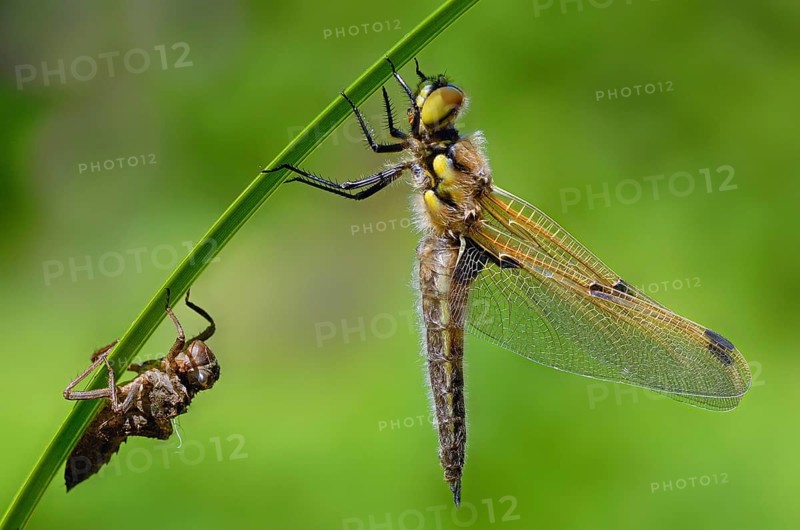 Four-spotted dragonfly with exuviae against a blurred green background