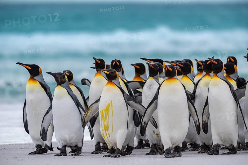 King penguins (Aptenodytes patagonicus) on the beach, Volunteer Point, Falkland Islands, Great Britain, South Atlantic, South America