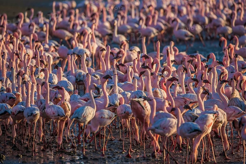 Interesting and useful birdwatching. Namibia. Huge colony of pink flamingos. Gorgeous birds feed in the shallow water of the Swakopmund. Ecological, active and photo tourism concept
