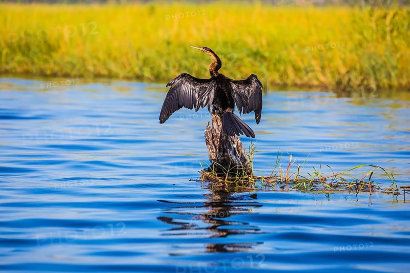 African cormorant dries its wings. Chobe National Park on the Zambezi River, Botswana. The concept of extreme and exotic tourism