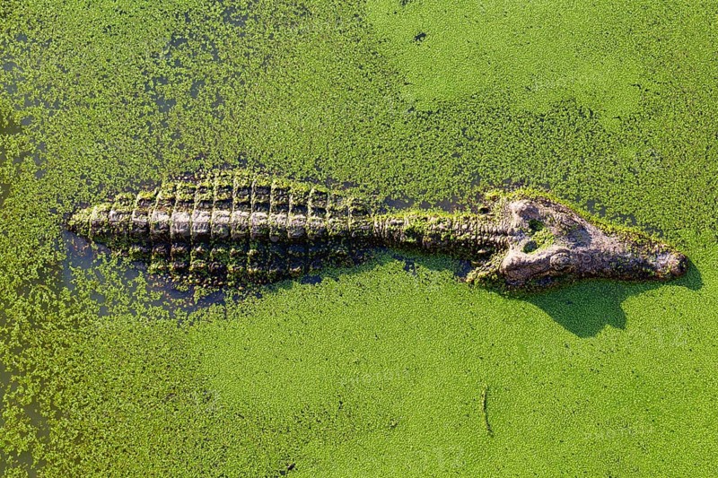 Young alligator in Thailand wetland pond with duckweed and copy space. View from above