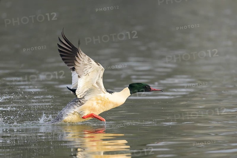 A common merganser (Mergus merganser) takes off from the water and flies with outstretched wings, Guxhagen, Hesse, Germany, Europe