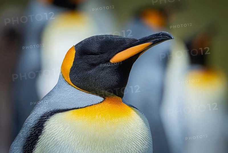 King penguin (Aptenodytes patagonicus), in a colony, Volunteer Point, Falkland Islands, Great Britain, South Atlantic, South America