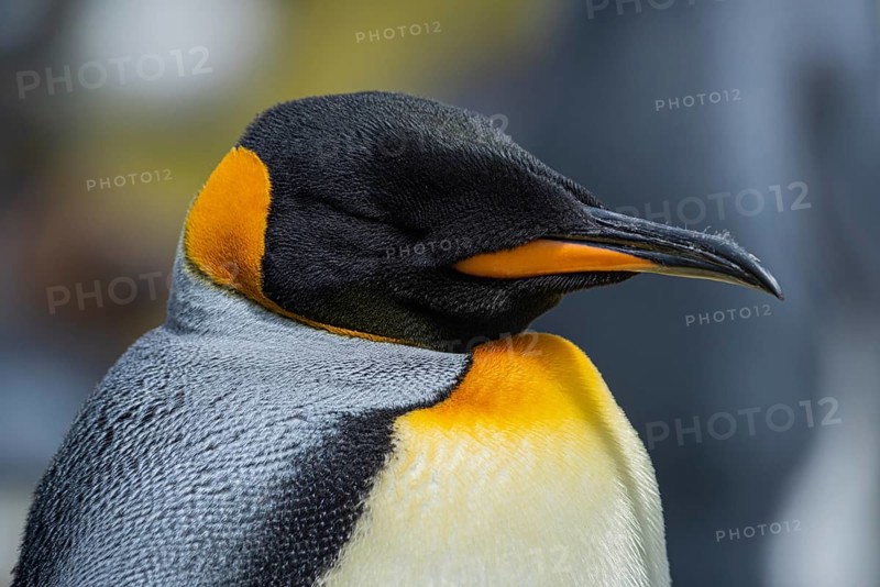 King penguin (Aptenodytes patagonicus), in a colony, Volunteer Point, Falkland Islands, Great Britain, South Atlantic, South America