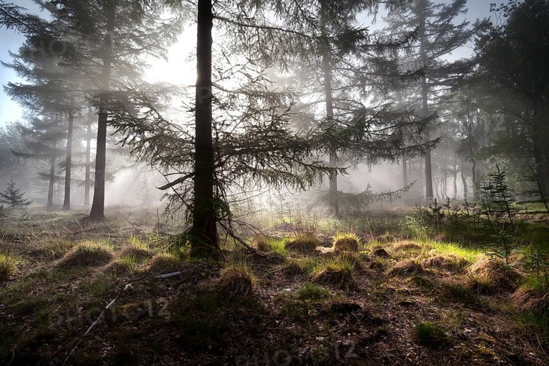 Sunbeams in morning misty coniferous forest, Drenthe, Netherlands
