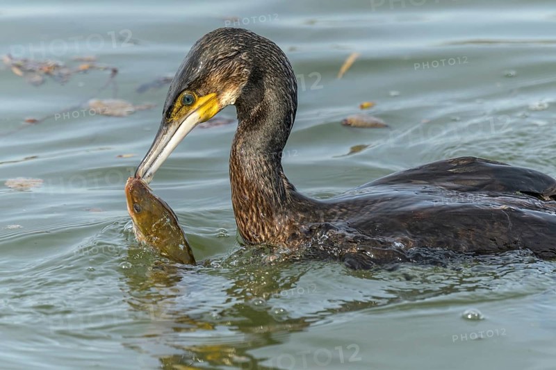 A large eel struggles to escape from a great cormorant (Phalacrocorax carbo)