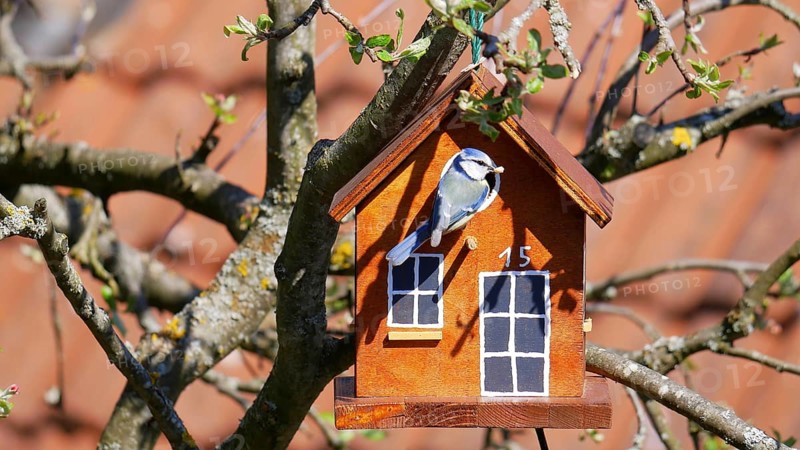 Blue tit takes up residence in a self-built birdhouse in an apple tree